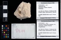 Foto (Objekt + Etikett) von Discutiolira moesica (Muţiu & Bădăluţă, 1971)  (NHMW-GEO-2014-0194-0611)